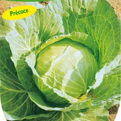 'Nantais hâtif' Cabbage